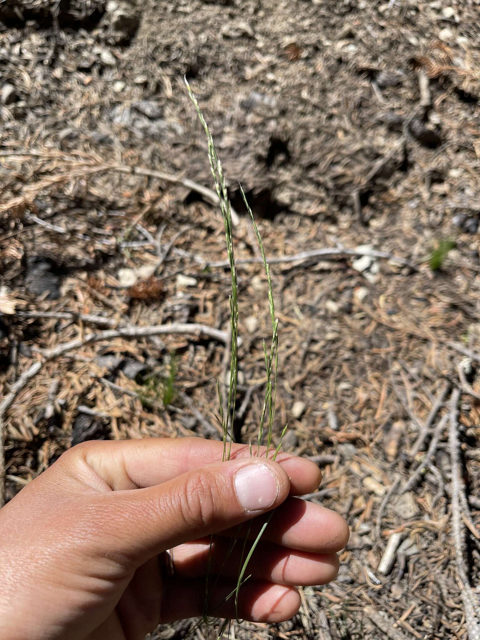 Deschampsia elongata (Hook.) Munro的圖片