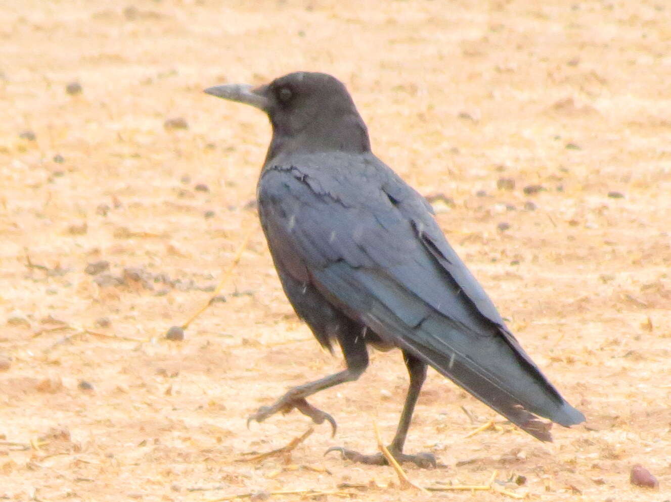 Image of Corvus capensis capensis Lichtenstein & Mhk 1823