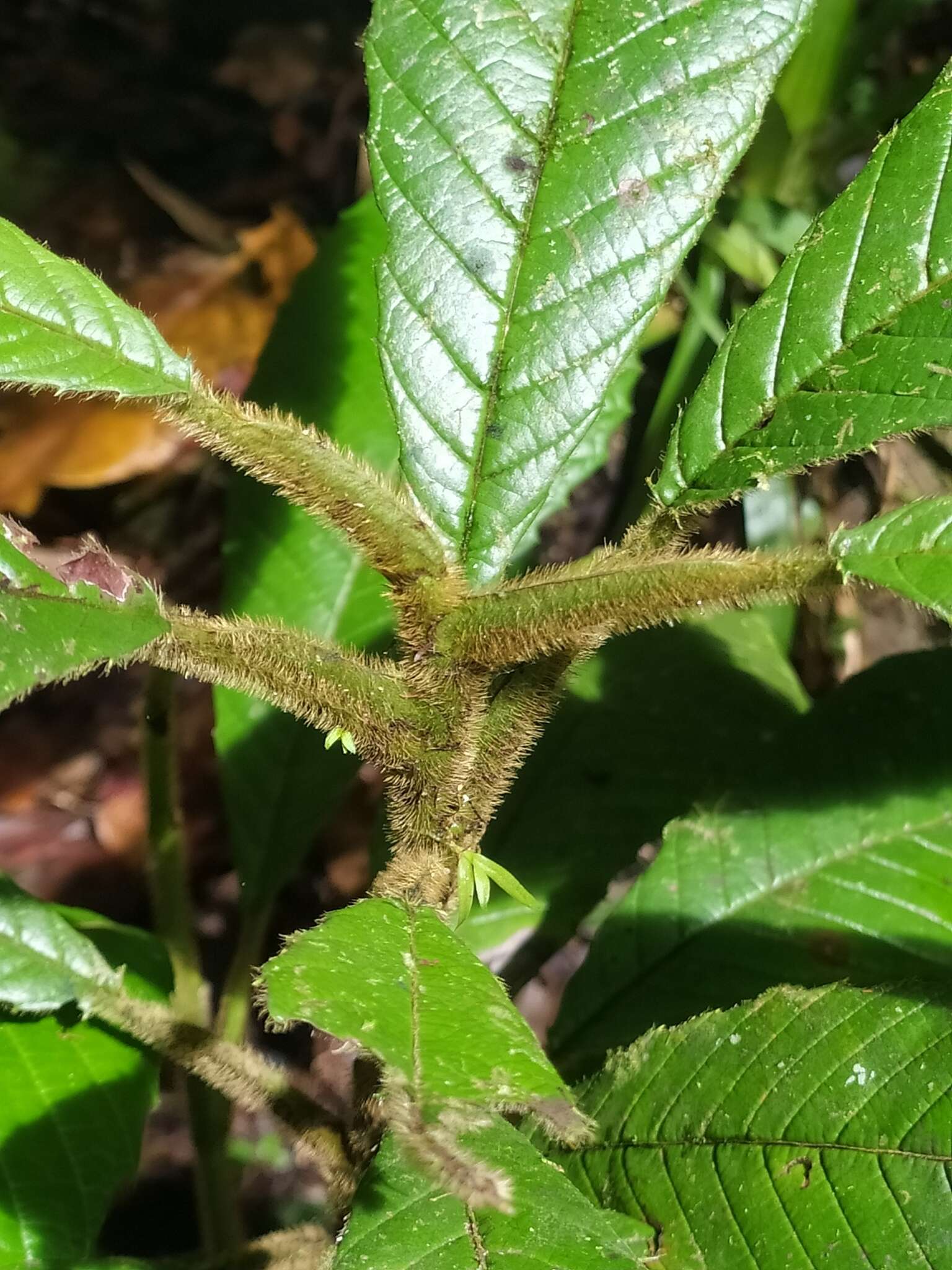 Image of Davilla alata (Vent.) Briq.