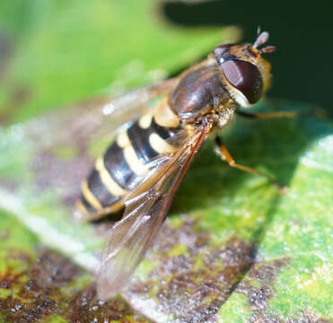 Image of Syrphus torvus Osten Sacken 1875