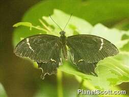 Image de Papilio schmeltzi Herrich-Schäffer 1869