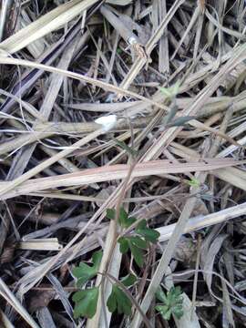 Image of Semiaquilegia adoxoides (DC.) Makino