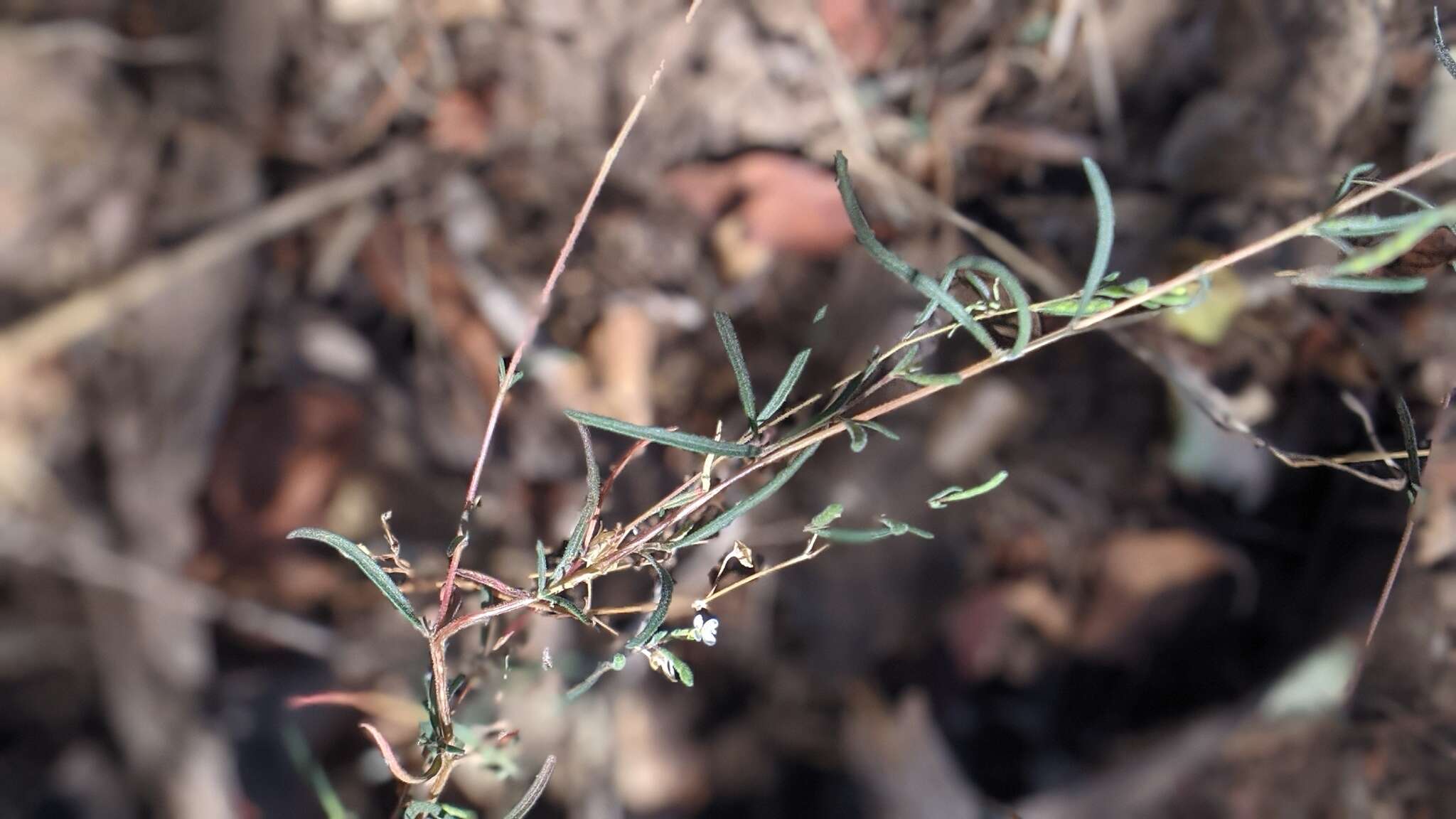 Image of Gayophytum diffusum subsp. parviflorum Lewis & Szweyk.