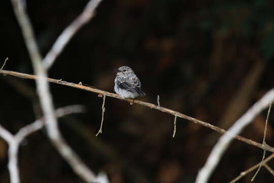 Image of Cassin's Flycatcher