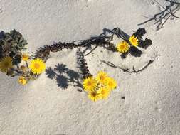 Image of cottony goldenaster