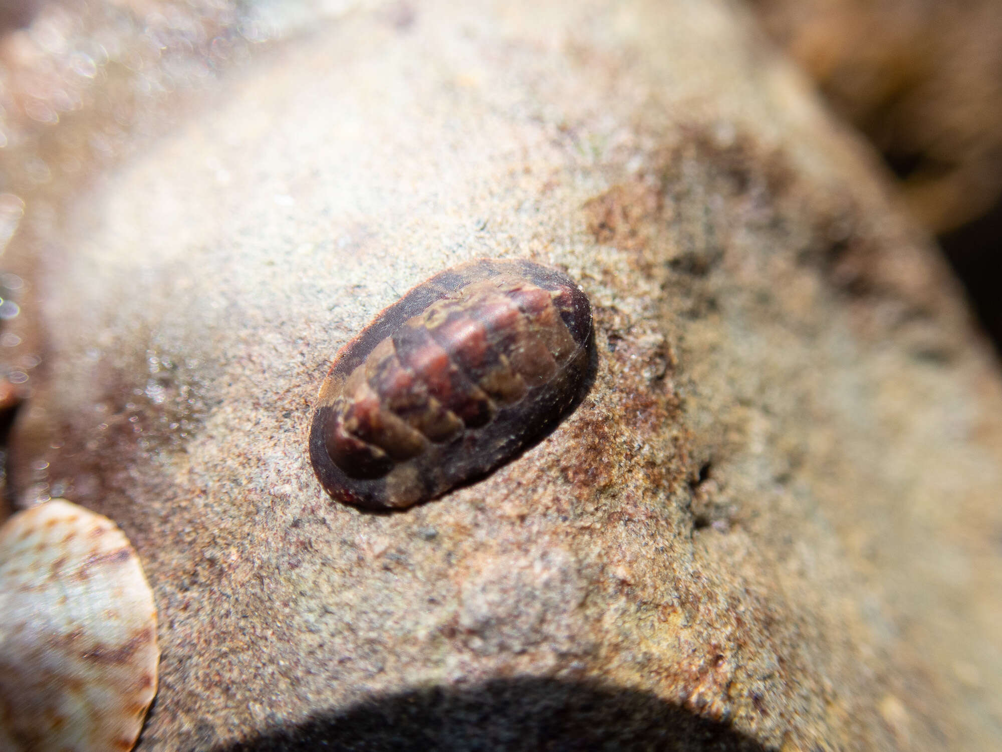 Image of Smooth European Chiton