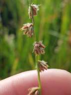 Image of River-Swamp Nut-Rush