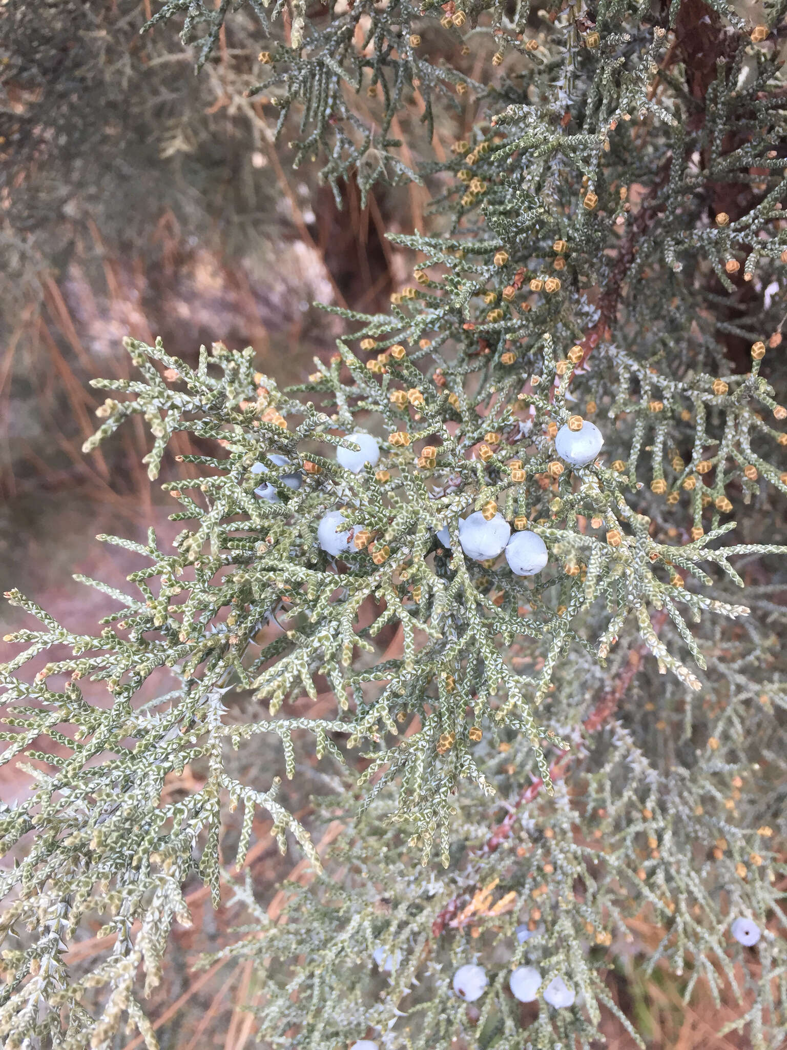 Imagem de Juniperus occidentalis Hook.