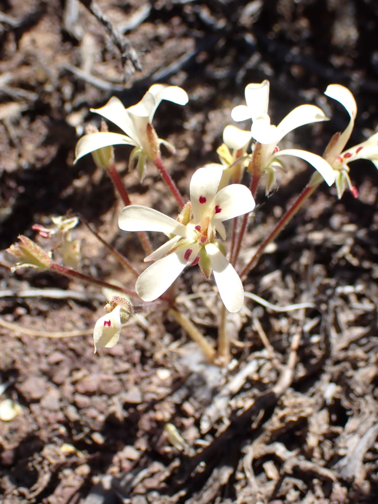 Image of Pelargonium nervifolium Jacq.