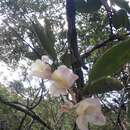 Image de Rodriguezia granadensis (Lindl.) Rchb. fil.