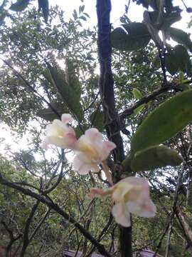 Rodriguezia granadensis (Lindl.) Rchb. fil.的圖片