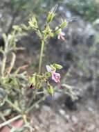 Image of Pelargonium karooescens R. T. F. Clifton