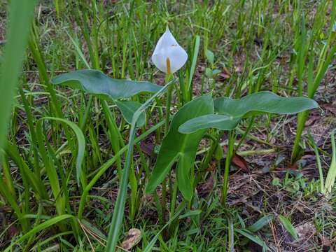 Image of White Arrow-Arum