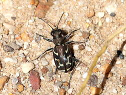 Plancia ëd Cicindela (Ropaloteres) lurida Fabricius 1781