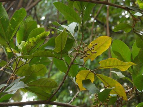 Image of Aglaia elaeagnoidea (A. Juss.) Benth.