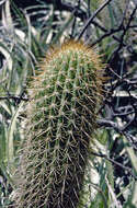 Image de Trichocereus angelesiae