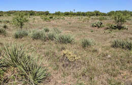 Image of thistle cholla