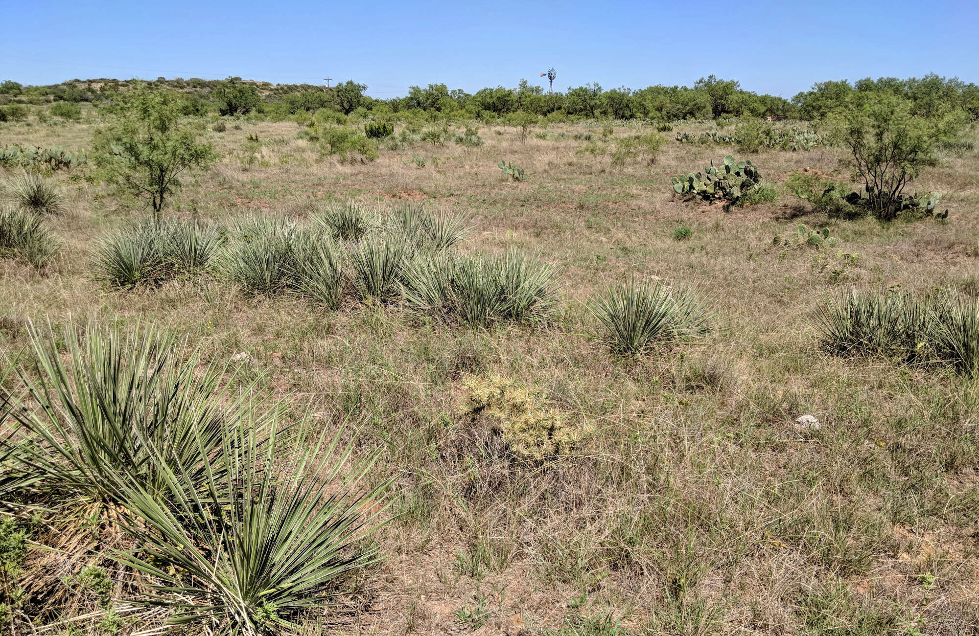 Image of thistle cholla