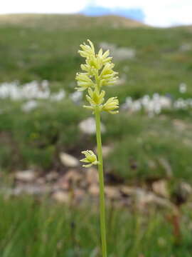 Image of Tofield's asphodel