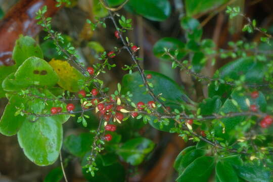 Image of Coprosma depressa Colenso ex Hook. fil.