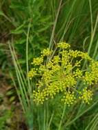 Image de Heteromorpha involucrata Conrath