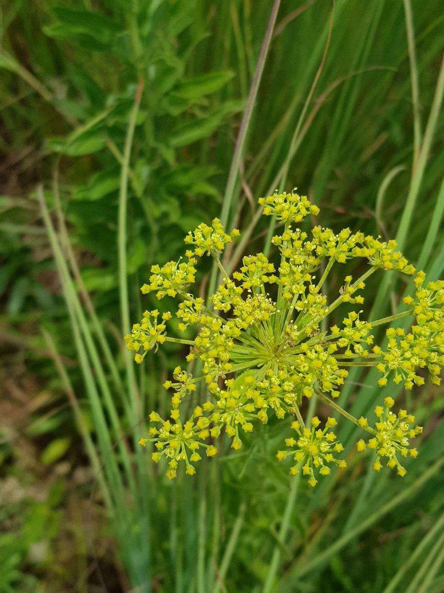 Image de Heteromorpha involucrata Conrath