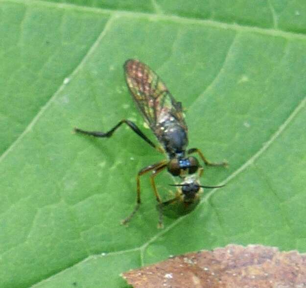 Image of Dioctria hyalipennis (Fabricius 1794)