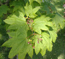 Imagem de Acer circinatum Pursh