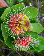 Plancia ëd Leucospermum winteri J. P. Rourke