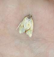 Image of Agapeta