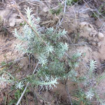 Image de Leysera gnaphalodes (L.) L.