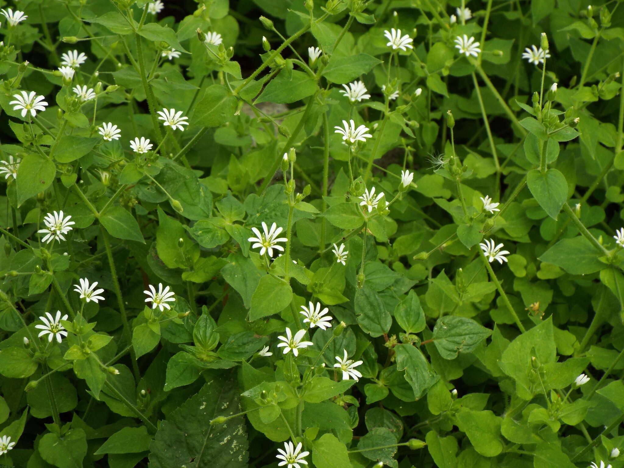 Imagem de Stellaria cuspidata Willd. ex Schltdl.