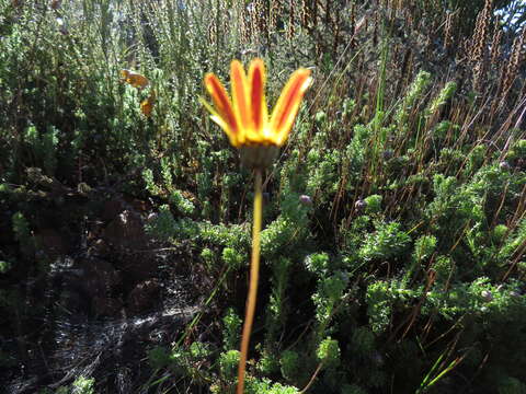 Image de Ursinia dentata (L.) Poir.