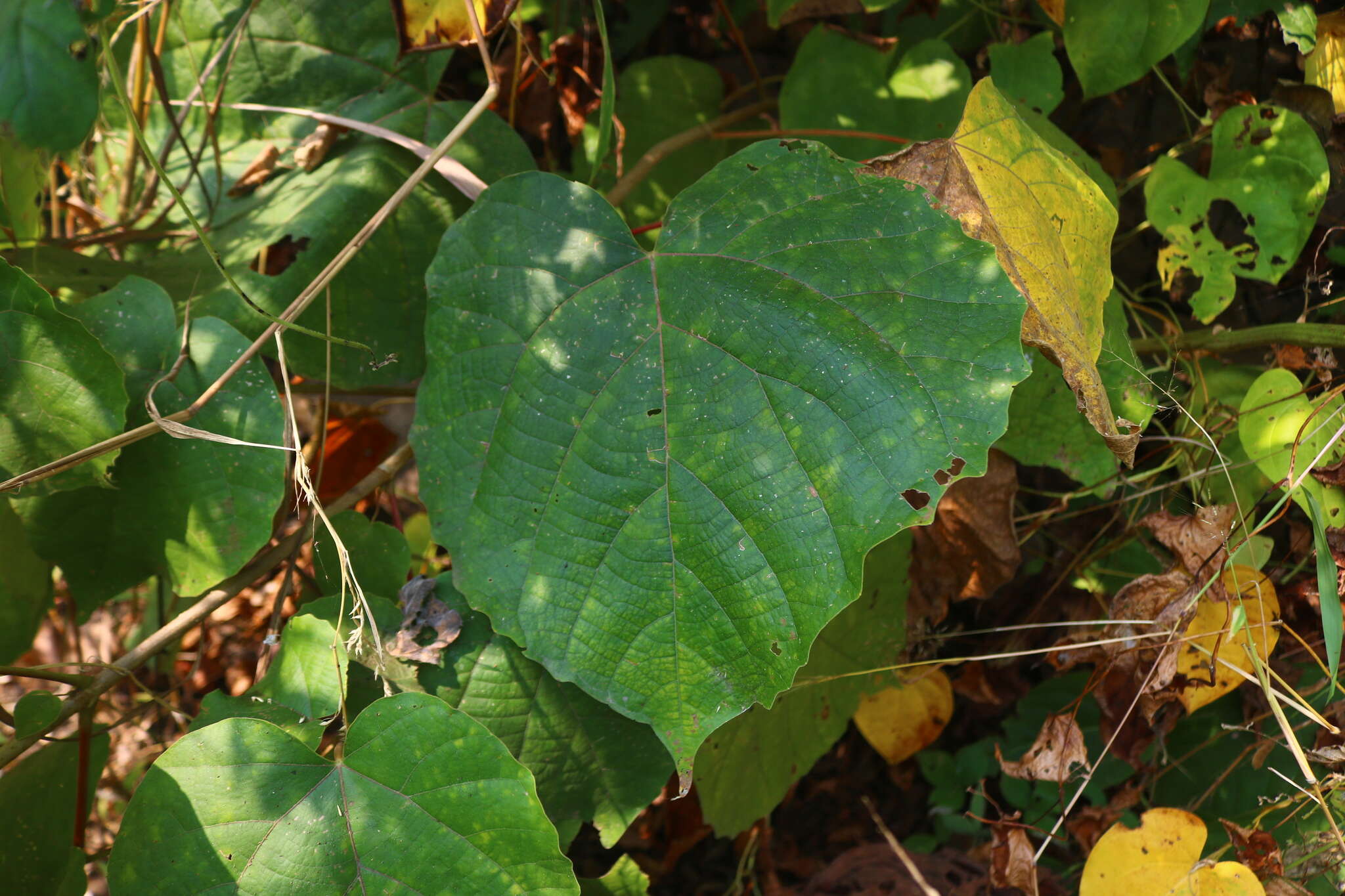 Image of Mallotus polycarpus (Benth.) Kulju & Welzen