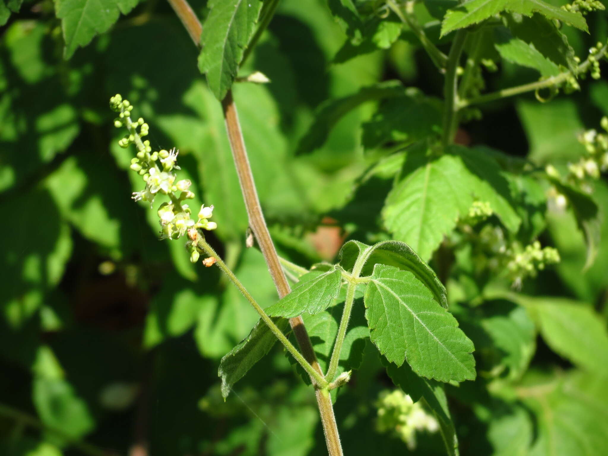 Image of urvillea