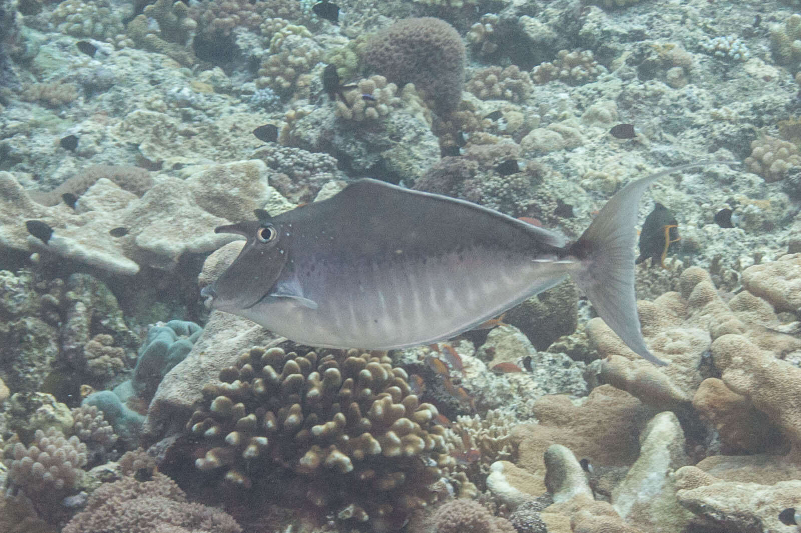 粗棘鼻魚的圖片