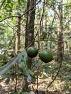 Image of macadamia nut