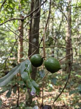 Image of macadamia nut