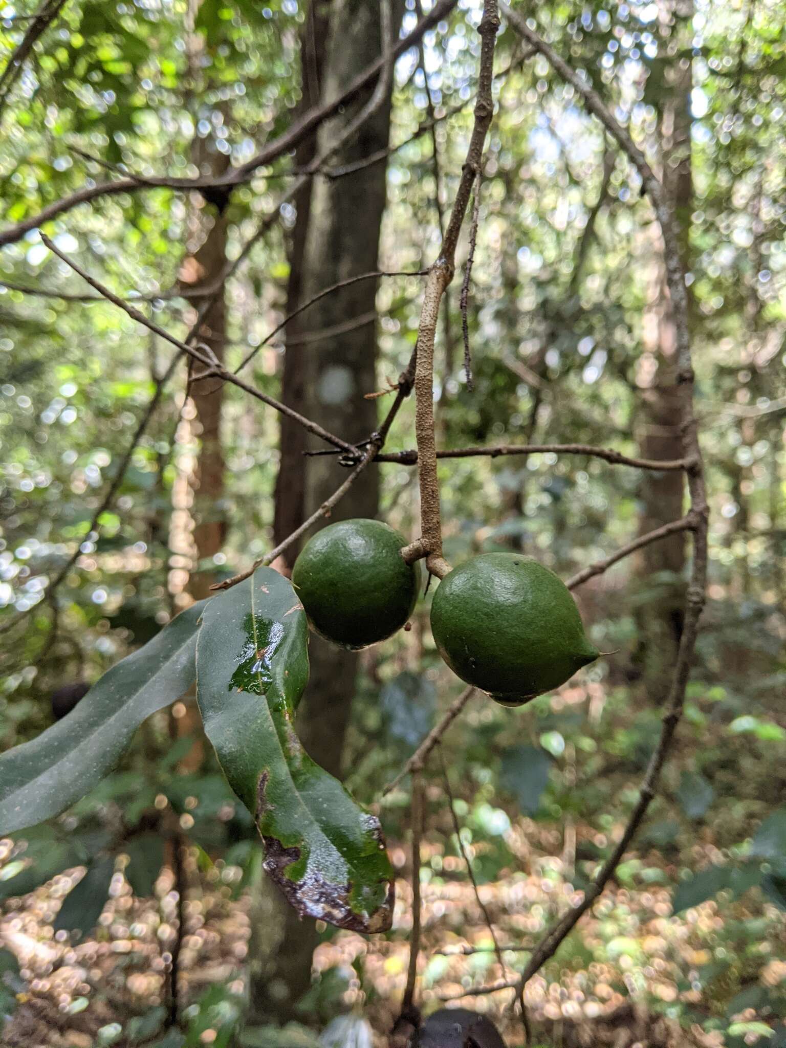 Image of macadamia nut