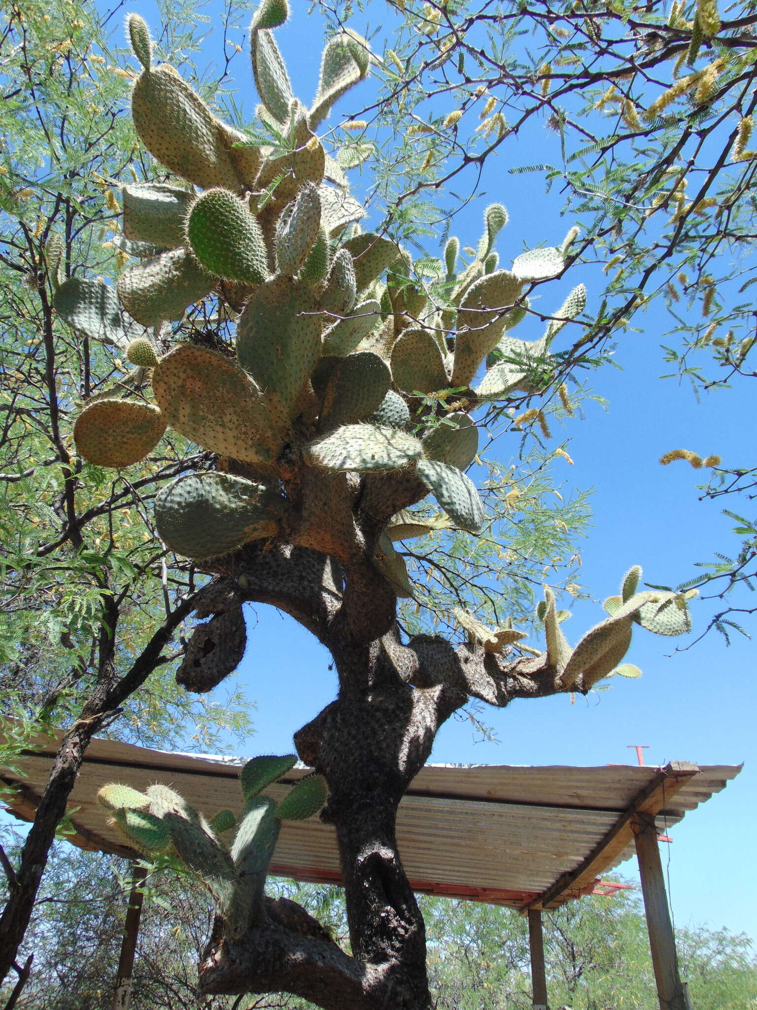 Image of Arborescent Pricklypear