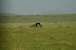 Image of Masai ostrich