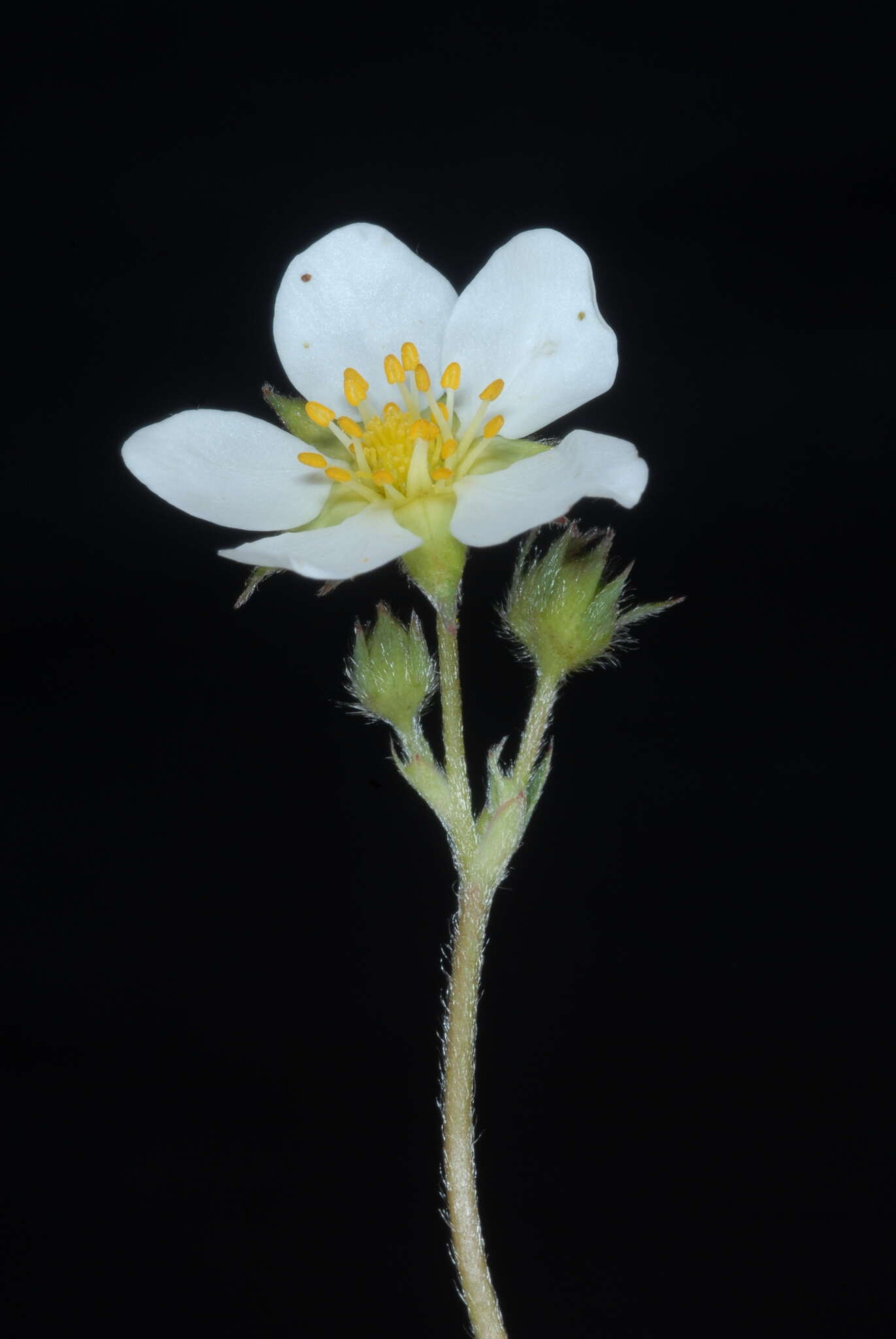 Слика од Fragaria virginiana subsp. virginiana