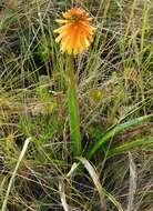 Image of Kniphofia coddiana Cufod.