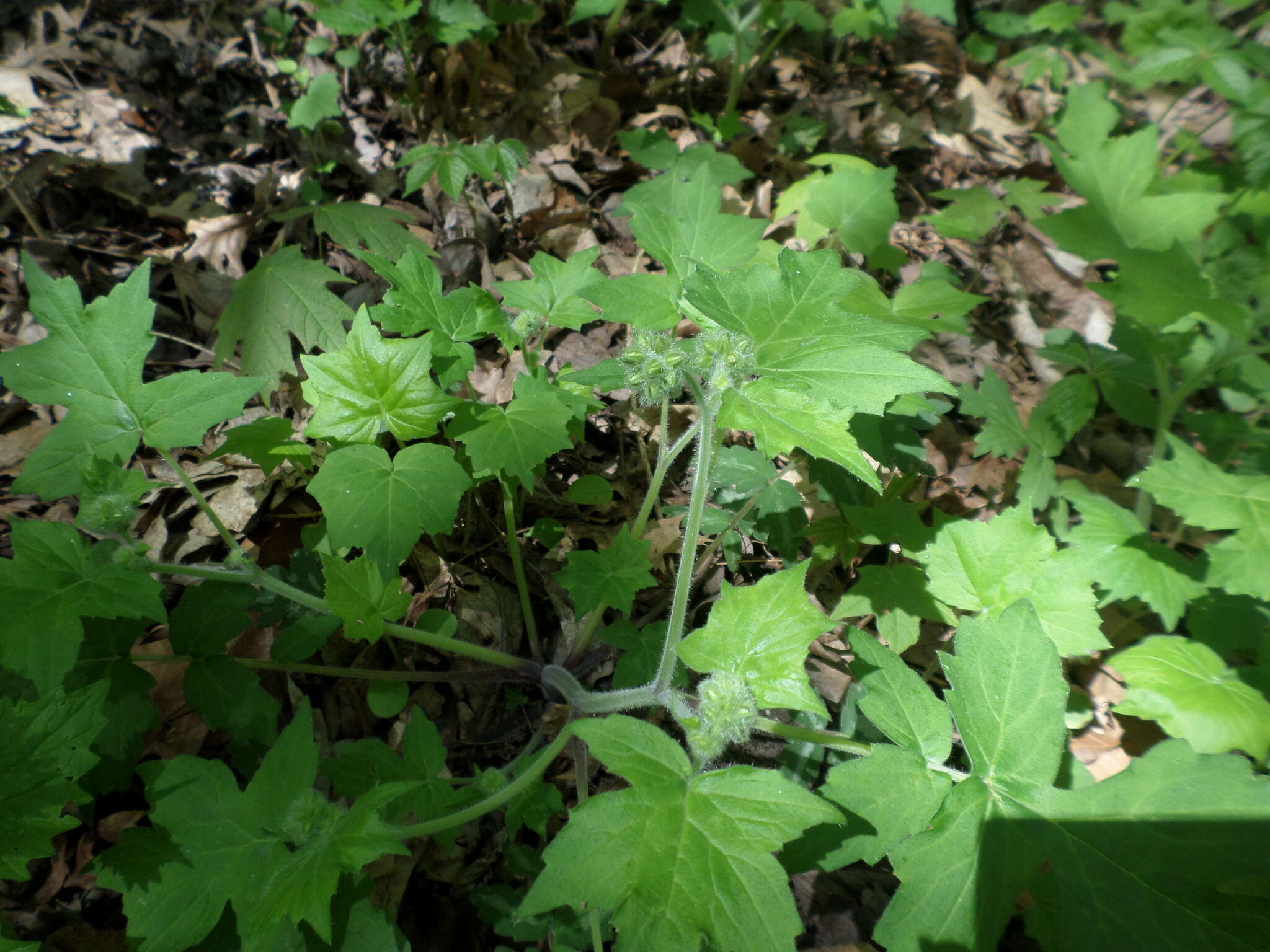 Image de Hydrophyllum appendiculatum Michx.