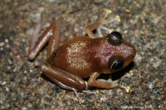 Image of Cook’s robber frog