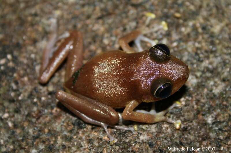 Imagem de Eleutherodactylus cooki Grant 1932