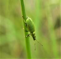 Plancia ëd Phyllobius (Pterygorrhynchus) maculicornis Germar 1824