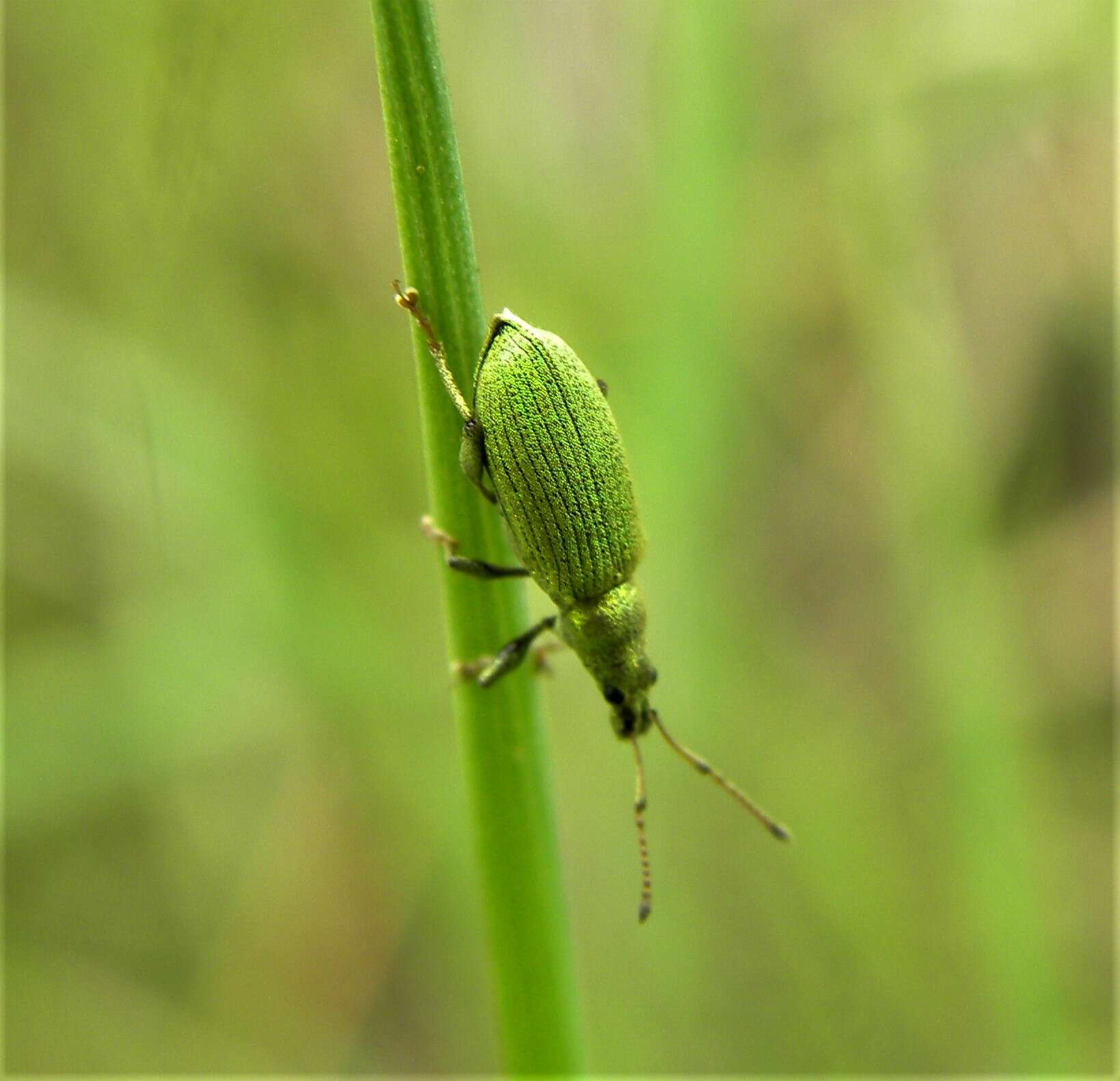 Plancia ëd Phyllobius (Pterygorrhynchus) maculicornis Germar 1824