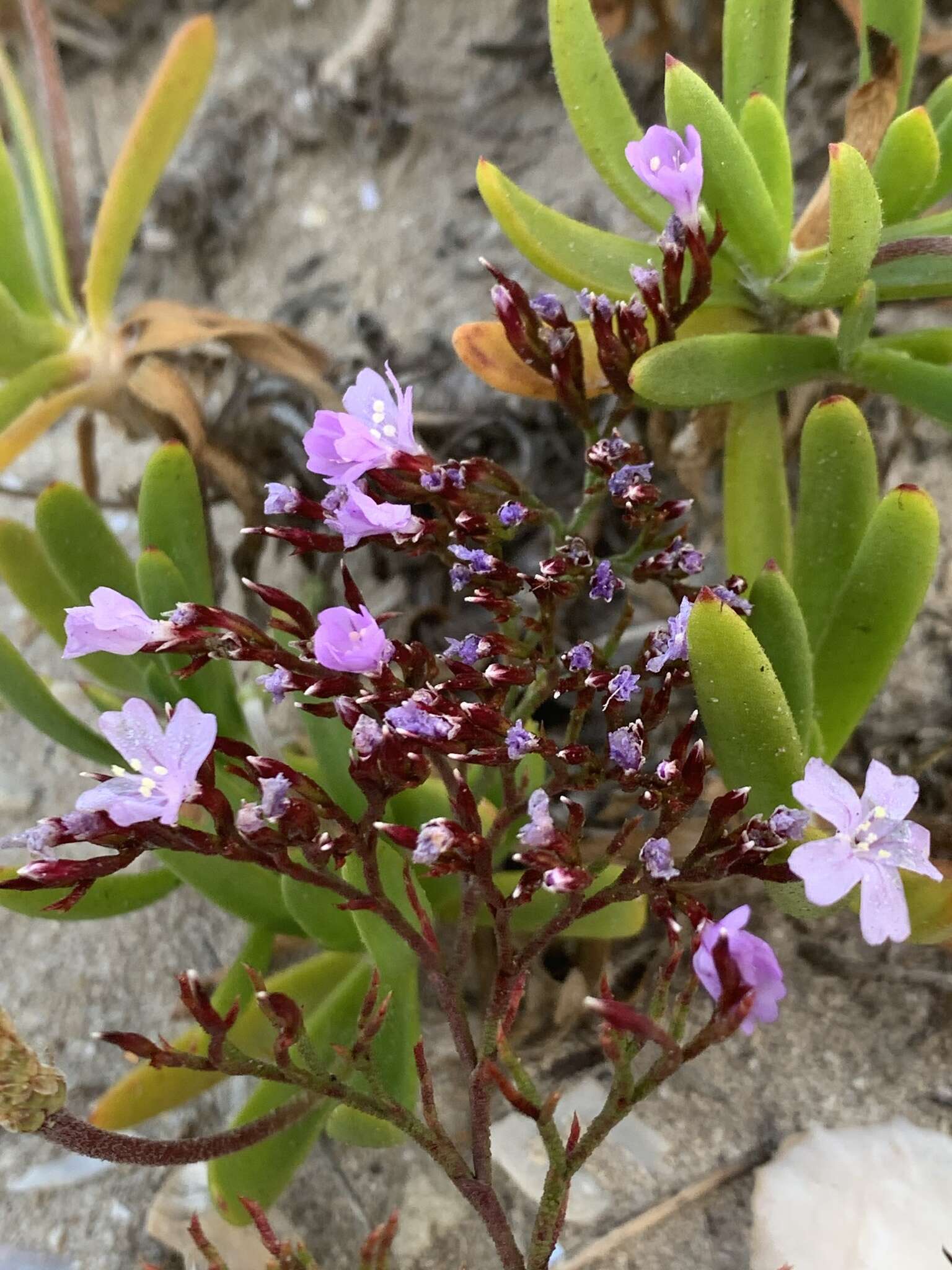 Слика од Limonium scabrum var. scabrum