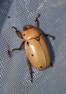 Image of Grapevine Beetle